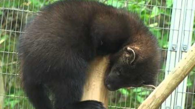 Have you heard of fisher cats?