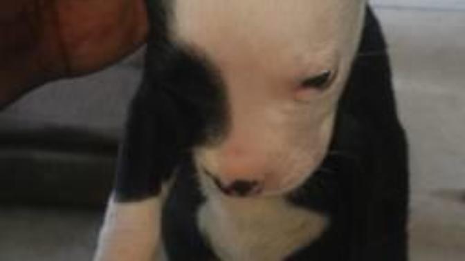 Guess who decided to buy a new pup? I did! Lol what do I need to buy him? Names for him?