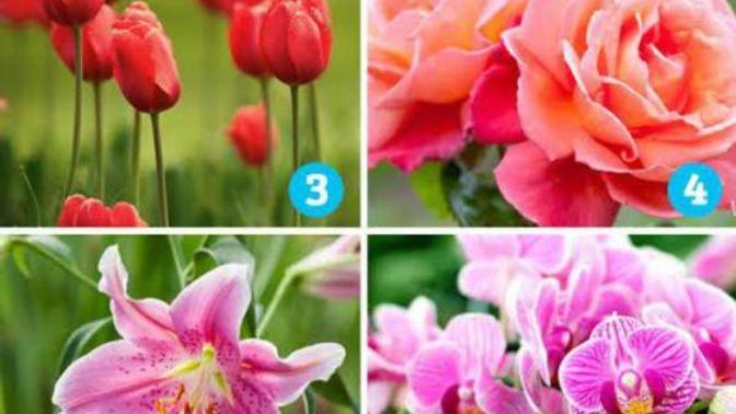 Personality test: which is your favorite flower?