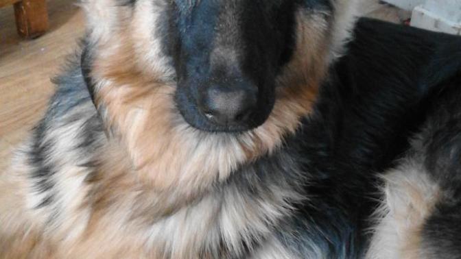 Hey, rate my cutie pie puppy 1-10?