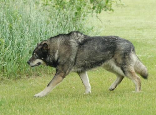 What kind of animal do you think that the Beast of Gevaudan was?
