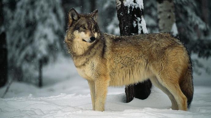 What kind of animal do you think that the Beast of Gevaudan was?