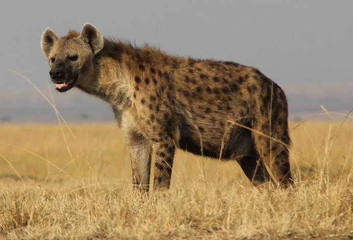 What kind of animal do you think that the Beast of Gevaudan was?