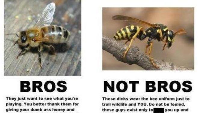 Are you scared of wasps?