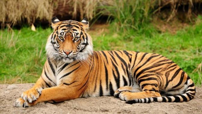 Who would win in a fight? Bengal tiger vs 15 Hafthór Júlíus Björnsson (human-strongman)?