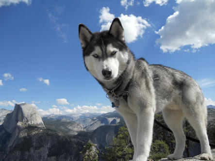 Do you like Dogs or Cats? Why?