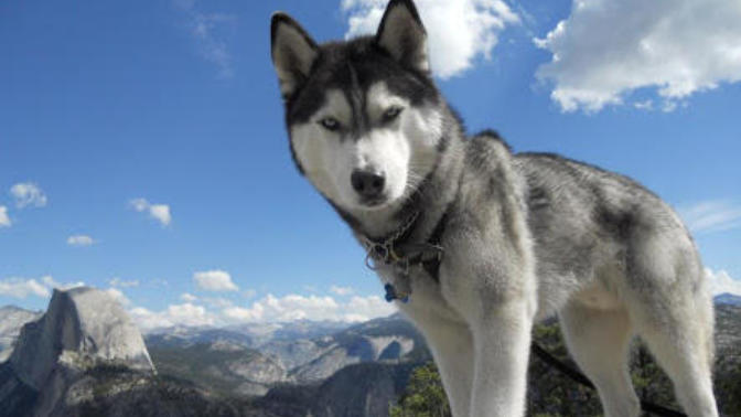 Do you like Dogs or Cats? Why?
