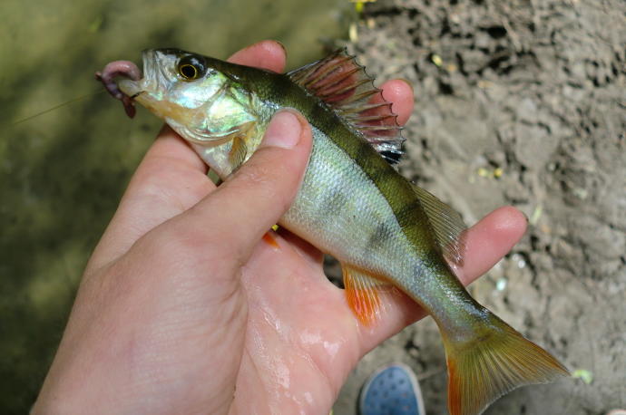 What's your favorite freshwater fish?