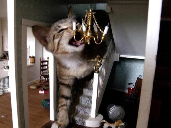What would you do if your city was invaded by a Giant Cat?