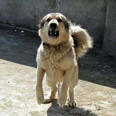 If you were given choices, which dog would you pick?