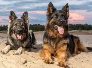 If you were given choices, which dog would you pick?