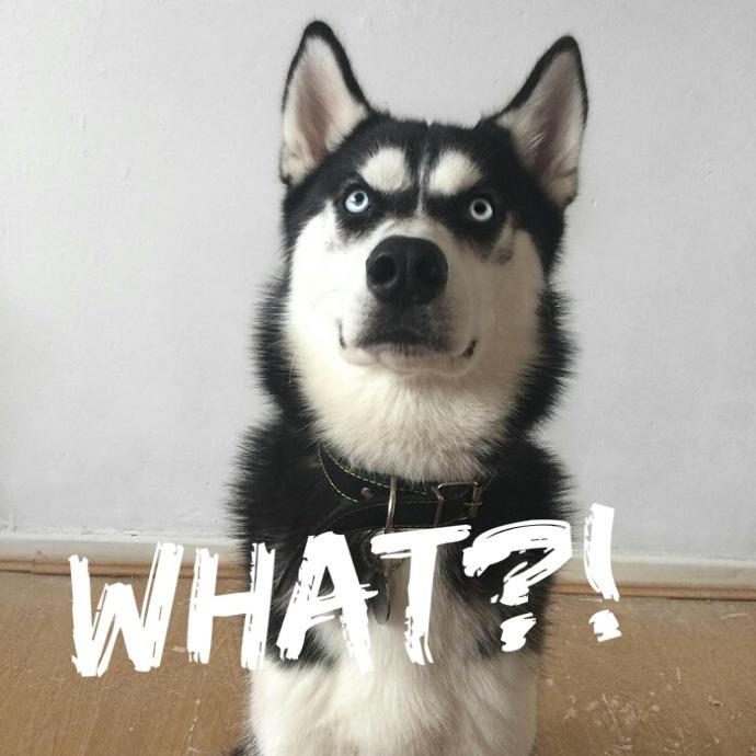 If you were given choices, which dog would you pick?