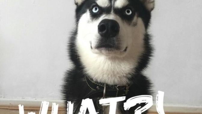 If you were given choices, which dog would you pick?