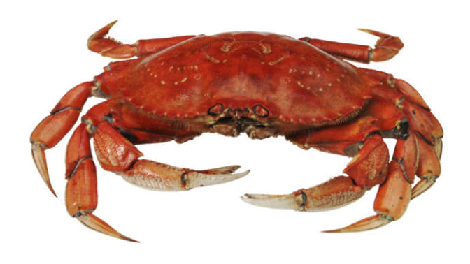Who agrees that crabs are gross?