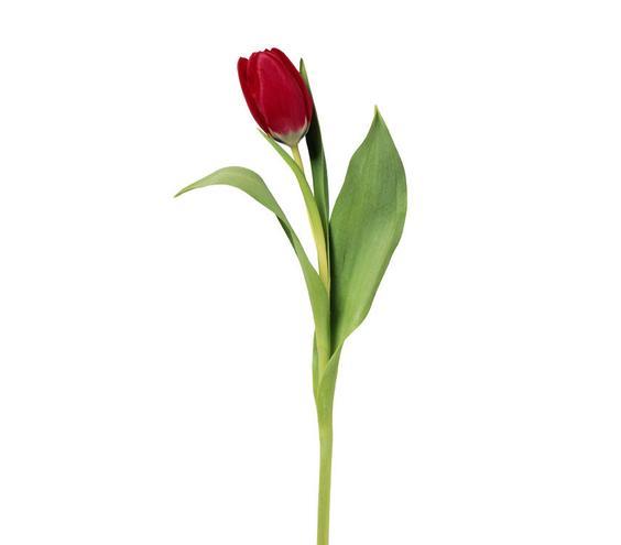 Which tulip tatoo should I get on my arm?