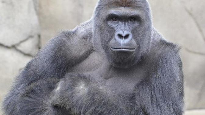 Harambe the Gorilla in Cincinnati shot dead because 4 year old boy fell into the enclosure?
