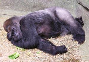 Do you think the gorillas life was worth less than the boy that got into his enclosure?