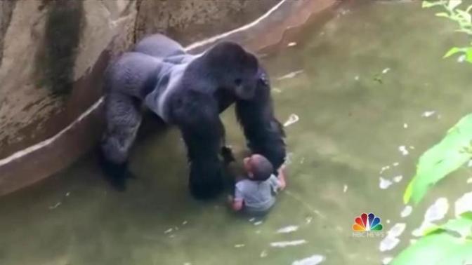 Do you think the gorillas life was worth less than the boy that got into his enclosure?