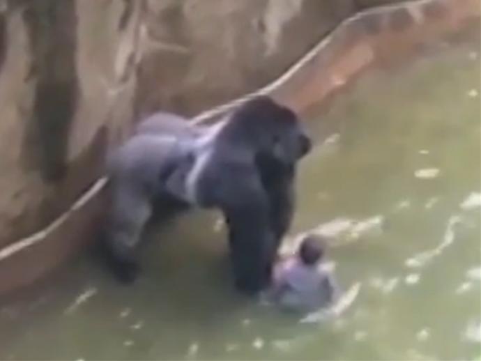 A boy fell into a gorilla enclosure. Do you agree with the zoo's decision to shoot and kill the gorilla?