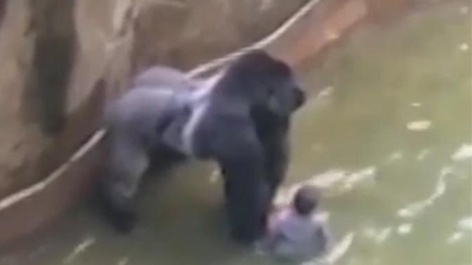 A boy fell into a gorilla enclosure. Do you agree with the zoo's decision to shoot and kill the gorilla?