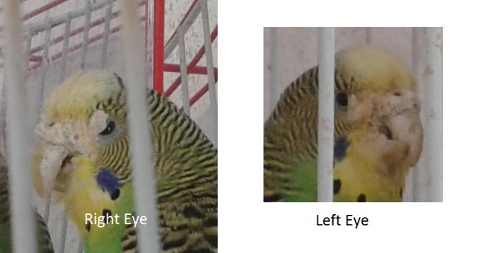 What happened to my budgie's eye?