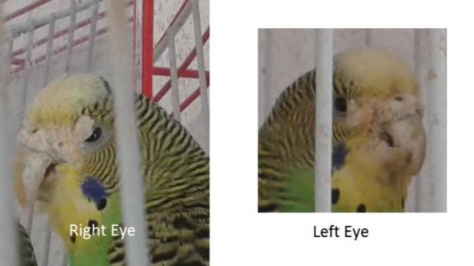 What happened to my budgie's eye?