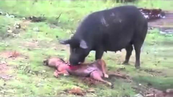 Is eating pork good or bad for your health?