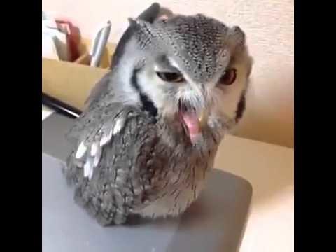 What's the ugliest bird in the World?