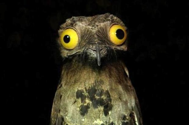 What's the ugliest bird in the World?