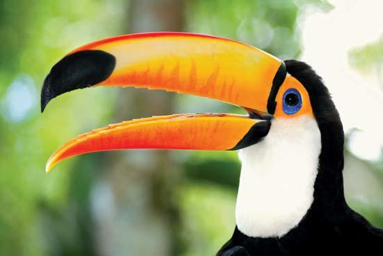What's the ugliest bird in the World?
