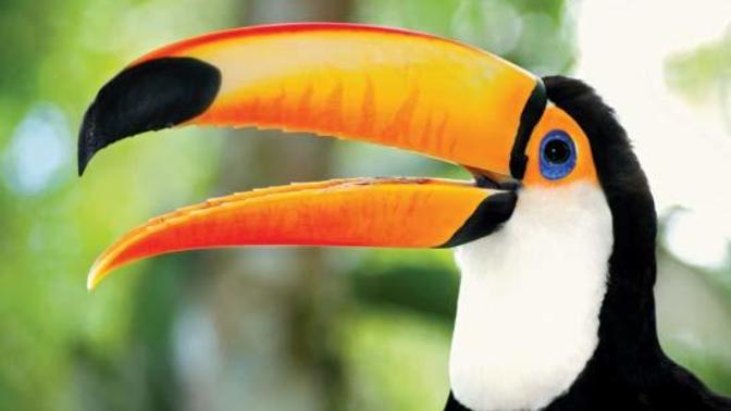 What's the ugliest bird in the World?