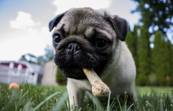 Can I give a 2 week old puppy bananas?