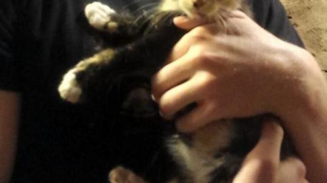 Anyone know anything about introducing a new cat?
