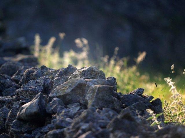 Can you find the owl in this picture?