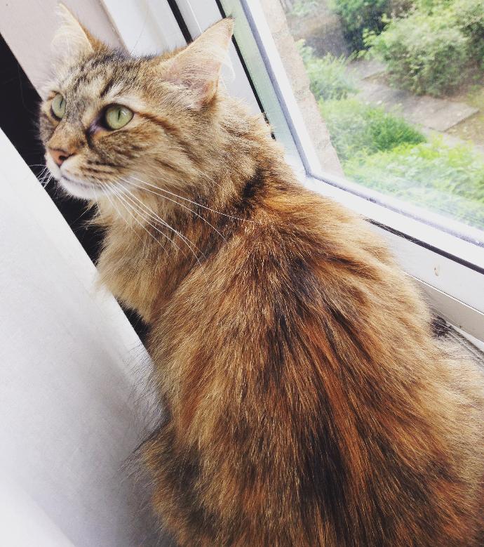 Which do you prefer - Cats or Dogs?