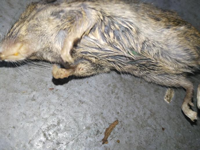 What did this mouse die of?