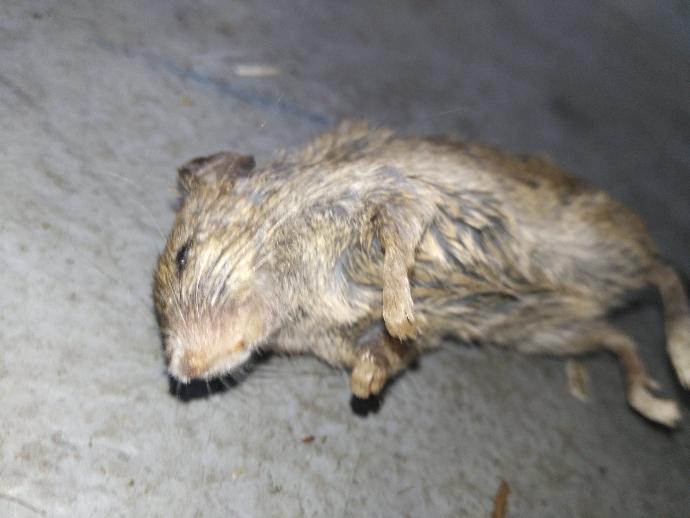 What did this mouse die of?