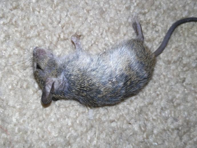 What did this mouse die of?