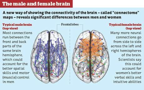 Are you surprised that there are literally neuroanatomical differences between men and women?