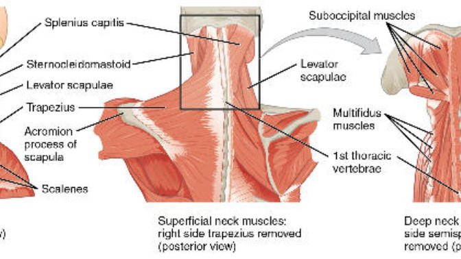How can I use more of my arm muscles and less of my neck/back muscles when lifting small hand weights?
