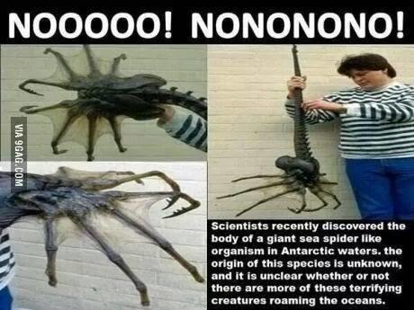 How would you react if you actually saw this weird sea spider-like creature crawling out of the ocean?