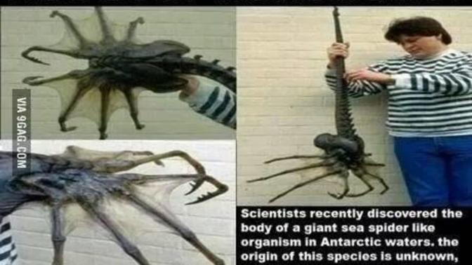 How would you react if you actually saw this weird sea spider-like creature crawling out of the ocean?