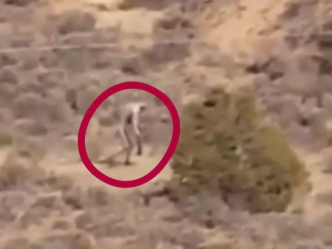 Chupacabra or hoax?