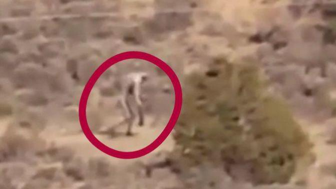 Chupacabra or hoax?