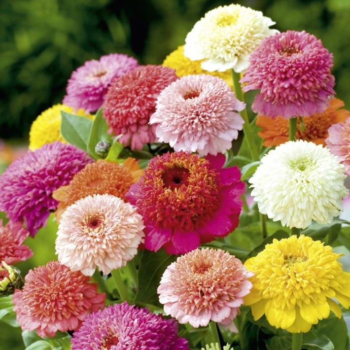 Which of these floral names should we give our little girl?