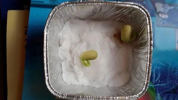 I am growing roman bean. am i weird ?