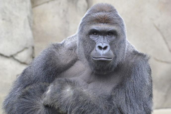 Are you still crying about Harambe?
