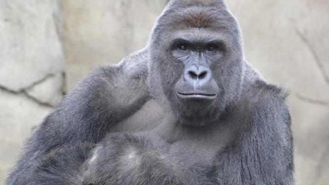 Are you still crying about Harambe?