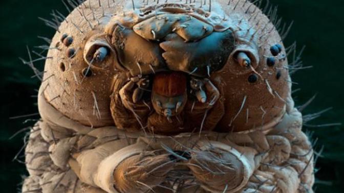 How would you feel if you found out that at least 500 of these creatures were living on you right now?