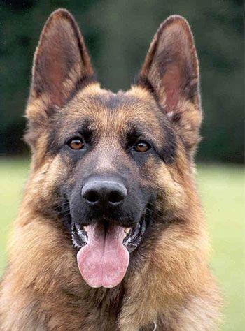 Dog owners look like their dogs: does Cindy Crawford looks like a German Shepherd?